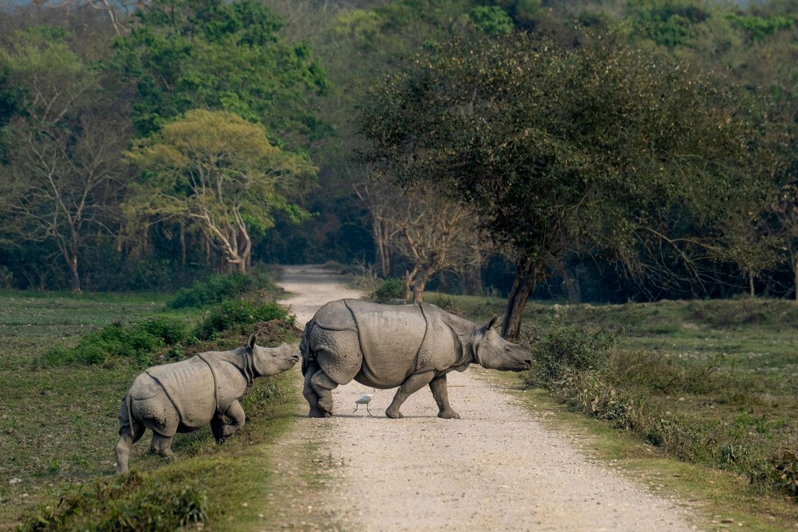 Assam — Mountain road above sea of clouds
